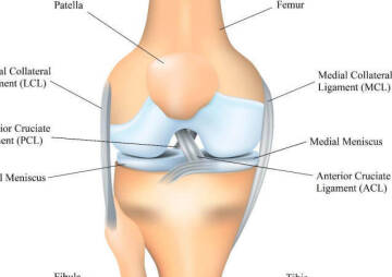 Knee Anatomy And Common Injuries