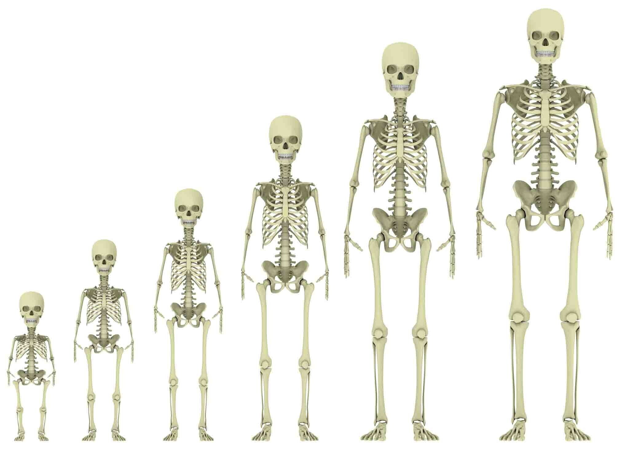 Костный скелет взрослого человека